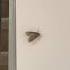 On 5 15 21 I Saw A Moth On My Wall In The Basement