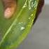 How To Remove Poison From Aloe Vera Method One Aloevera Aloeveragel