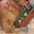Surprise Visit From Grandma Goldenretriever Dogs