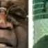 Jinin Tinubu Ya Hallata By Sheikh Jafar Mahmud Adam