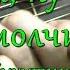 Лягушка ну почему ты молчишь Кукутики Текст аккорды разбор