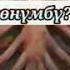 Жараланган журок