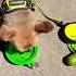 Thirsty Dog Dog Pomeranian Reggaeton
