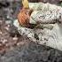 Planting Freesia Bulbs Harmoncrafthome Freesia Garden