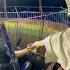 THE DEVIL S TUB WAS ALMOST PULLED Minivlog Minivlogshorts Villagechildren Entertainment S