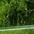 Is A Refugium NECESSARY