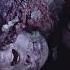 The Tree Of The Dead Sleepy Hollow 1999 Movie Recommended