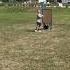 Switch Hitting 7yo Shorts Fyp Baseball Blitzball Baseballdad