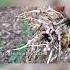 This Is Why Inoculating Beans Peas Vetch Seed With Rhizobia Prior To Planting Is So Important