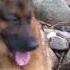 Viking Nordic Song Viking Island German Shepherd Danheim