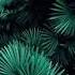 Tash Sultana Jungle OFFICIAL AUDIO