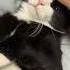 Cute Cat Videos Cat Videos Compilation 2022 44 Funny Cat Videos2022 Atb Animal Videos