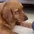 FunnyGoldenDogs Pllz Subscribemychannel Azlan Khatu 3 0 Reactionvideo Cutegolden
