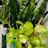 Air Purifire Plants Used Recycled Item For Pot RAM 88