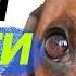 Если собака боится дайте послушать эти звуки Relieve Dog Stress
