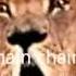 Food Chain Song