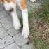 Beagle Barks At Bumblebee Бигль лает на шмеля