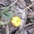 Coltsfoot Tussilago Farfara 2