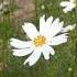 স দ কসমস White Cosmos ব জ ঞ ন ক ন ম Cosmos Bipinnatus ই র জ ন ম Garden Cosmos Mexican Aster