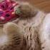 One Day Of Hosico Life