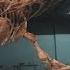 Bigger Than T Rex Spinosaurus National Geographic