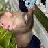 Cubis Monkey Is Trapped Will Dad Make It In Time