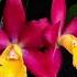 Cattleya Loogtone Galaxy Belle