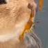 The Little Rabbit Eats Persimmons So Cute That It Explodes The Little Rabbit Has A Pastoral Cut