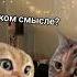 Разговор двух котов ч 47