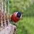 Birds Symphony Remix Colorful Feathers In Harmony
