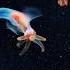 This Arctic Sea Angel Looks Cute But It S A Savage Predator Facts Wildlife Animals