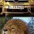 Cars Animals Car Animals Lamborghini Bmw Mercedes Bugatti Viral Shorts Jblremix 1 Dog