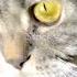 STOP Making These Cat Communication Mistakes Shorts Cat