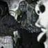 The Puppies Funky Y 2 C Video