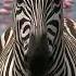 Why Some Animals Can T Be Domesticated