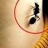 A Teenager Gains Superhero Powers After Ants Bite Him An Evil Doctor Is His Mortal Enemy