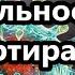 Он восхитителен сын Спасителя США Странные у нас прилёты Правильность дезертира США Глогер