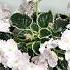 Peppermint Marshmallow D Lamphere Lyndon Lyon Greenhouses Grayturtleviolets