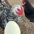 We Get 3 Types Of Egg On The Farm Chickens Chicken Quail Eggs Bestegg Fresheggs Goose Egg