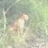 Animal Resource Officers On Wild Cat Chase In Manoa