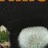 Growing Dandelion From Seed To Seed Head 1 Year Time Lapse