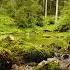 2 Hours Of Forest Sounds River And Birds Chirping