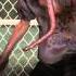 Left 4 Dead 2 Smoker Spawn Music Bacteria Folder