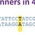 Single Nucleotide Polymorphism SNPs SNPs For Beginners