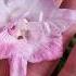 First Fressia Flower Amazing Perfume