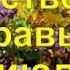 Лекарственные травы в июле Medicinal Herbs