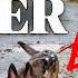 Trainer S Secret How To Train Your Dog To STAND Still
