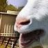 Goat Scream Cops Can T Help But Laugh