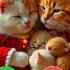 Charlie Calling Ringtone Cat Calling Cutecat Foryou Youtubeshorts Youtube Viral New Kitten