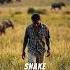 The Snake That Paralyzes You Before You Die Snake Bite